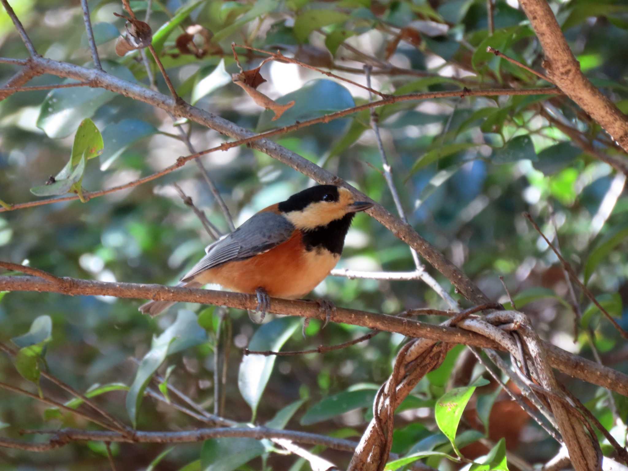 Varied Tit