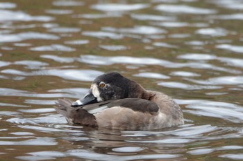 2022年11月13日(日) こども自然公園 (大池公園/横浜市)の野鳥観察記録