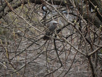 Unknown Species 二ヶ領用水 Sun, 2/25/2018