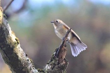 Red-flanked Bluetail 六甲山 Sat, 11/12/2022