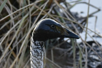 2022年11月19日(土) 蕪栗沼の野鳥観察記録