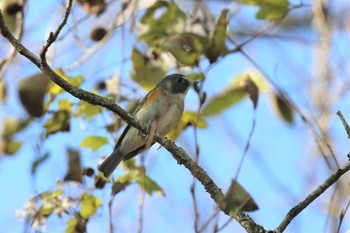 Red-flanked Bluetail 六甲山 Sat, 11/12/2022