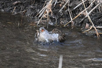 2018年2月24日(土) 野川の野鳥観察記録