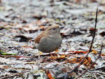 2022年11月20日(日) 六甲山の野鳥観察記録