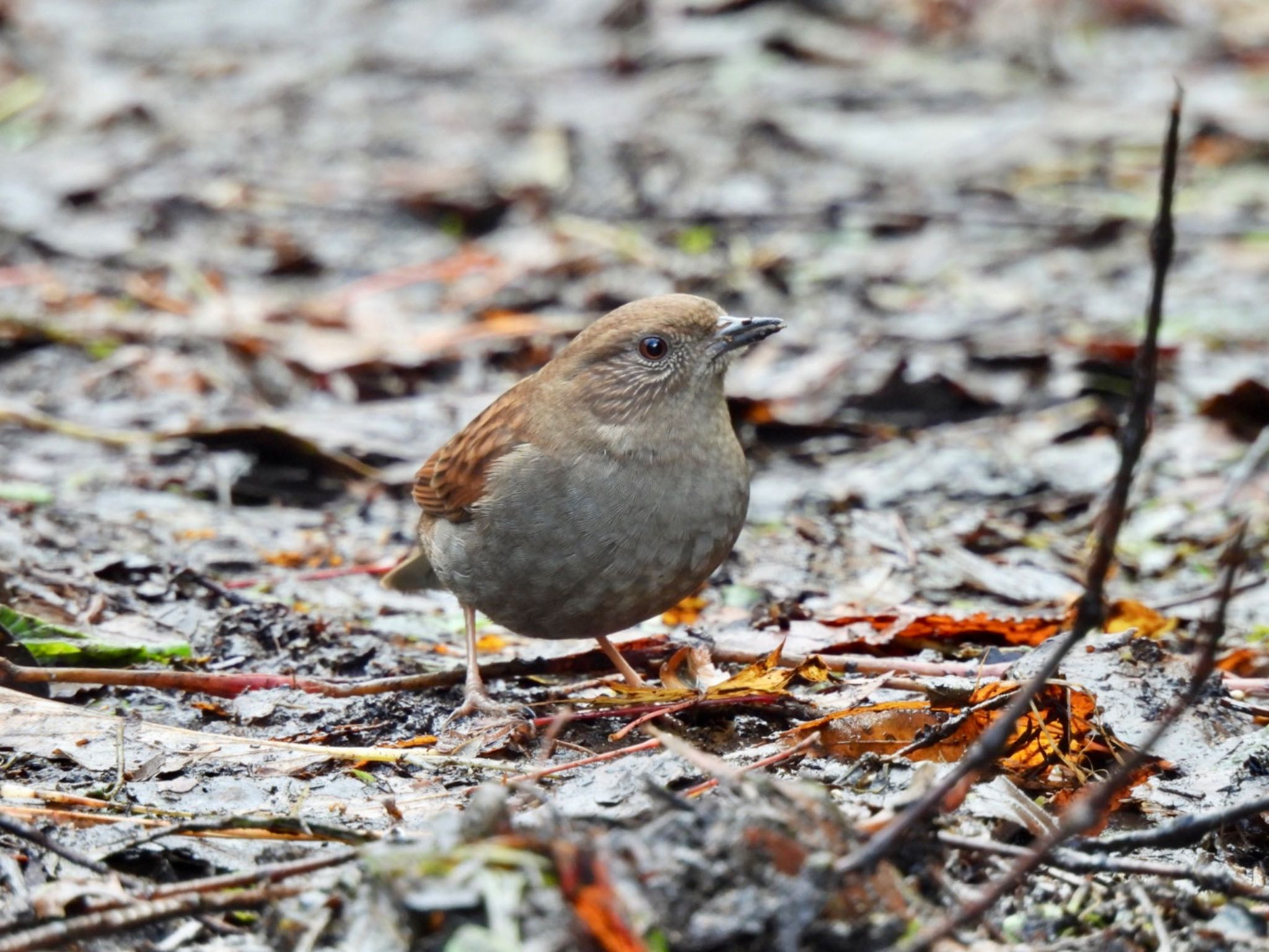 Japanese Accentor