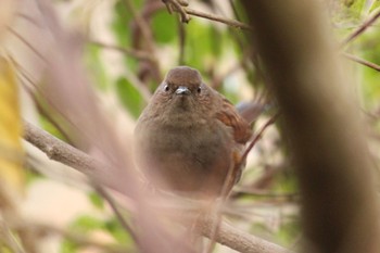 Japanese Accentor 六甲山 Sun, 11/20/2022