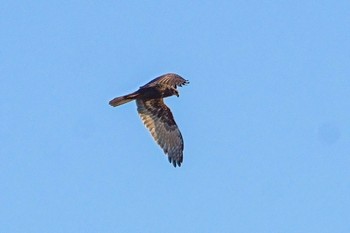 チュウヒ 印旛沼 2022年11月19日(土)