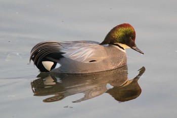 Falcated Duck Unknown Spots Sat, 2/24/2018