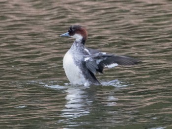 Smew Kasai Rinkai Park Sun, 11/20/2022