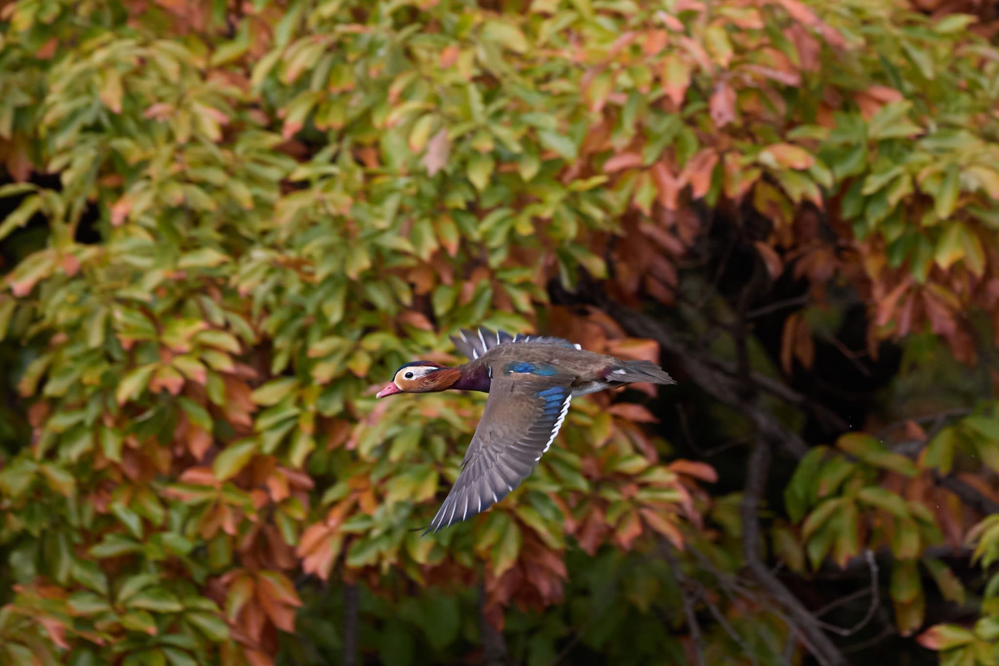 Mandarin Duck