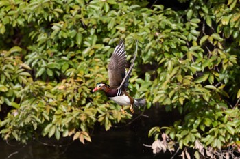 Sun, 11/20/2022 Birding report at 千里中央公園(大阪府豊中市)