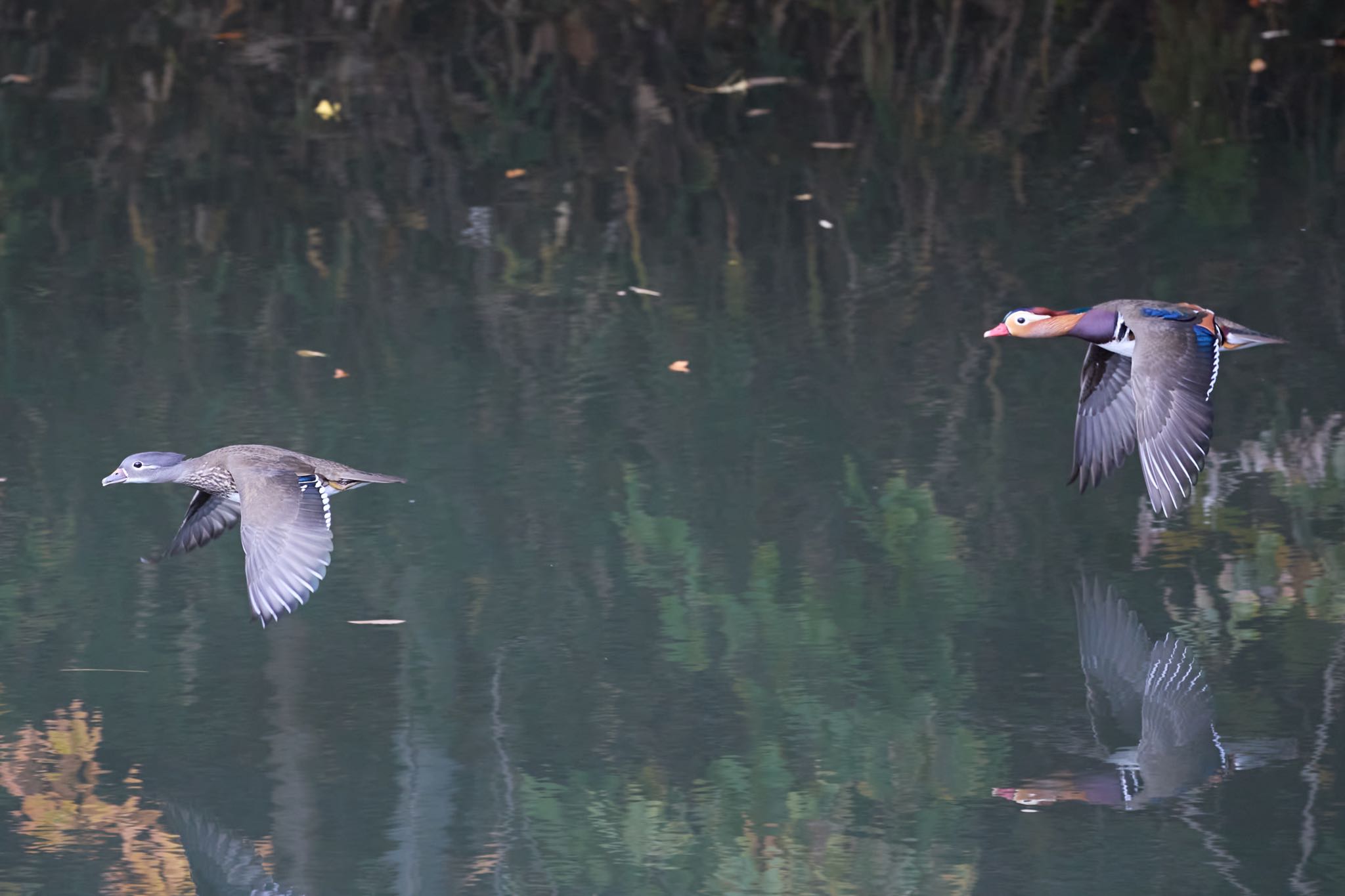 Mandarin Duck