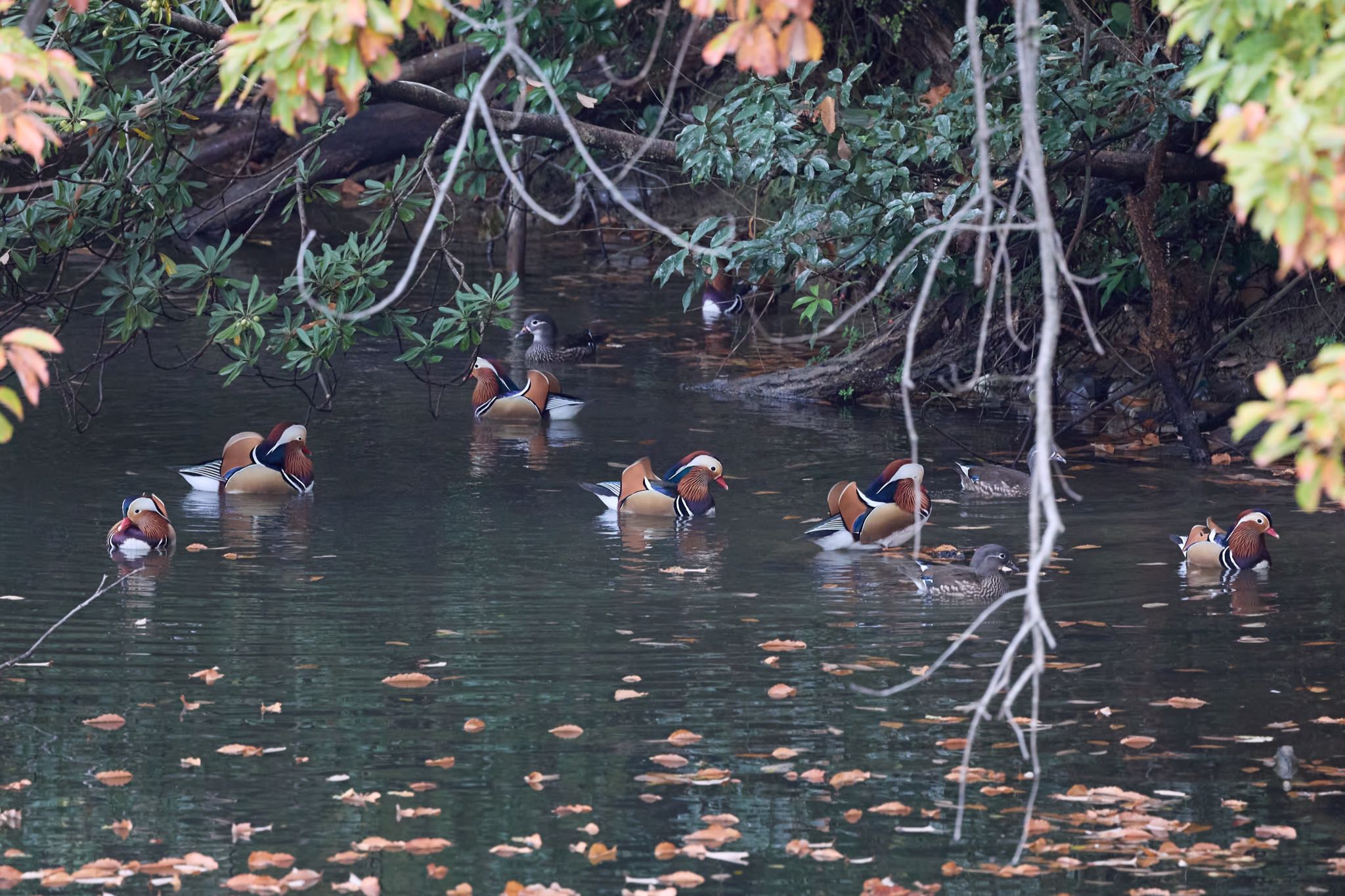 Mandarin Duck