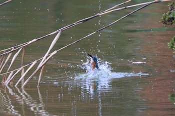 カワセミ 千里南公園 2022年11月20日(日)