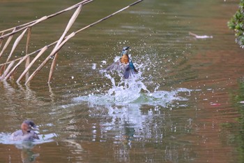 Sun, 11/20/2022 Birding report at 千里南公園