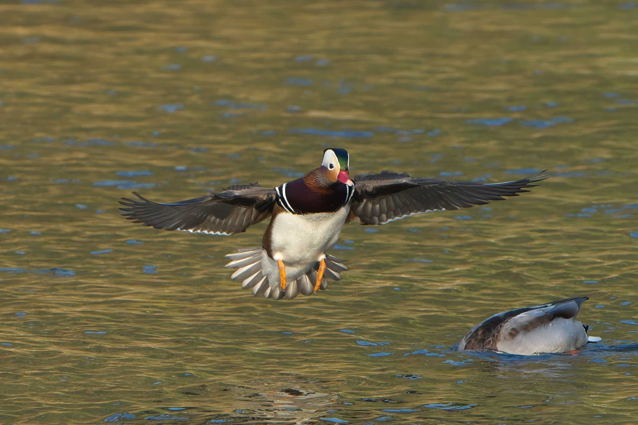 Mandarin Duck