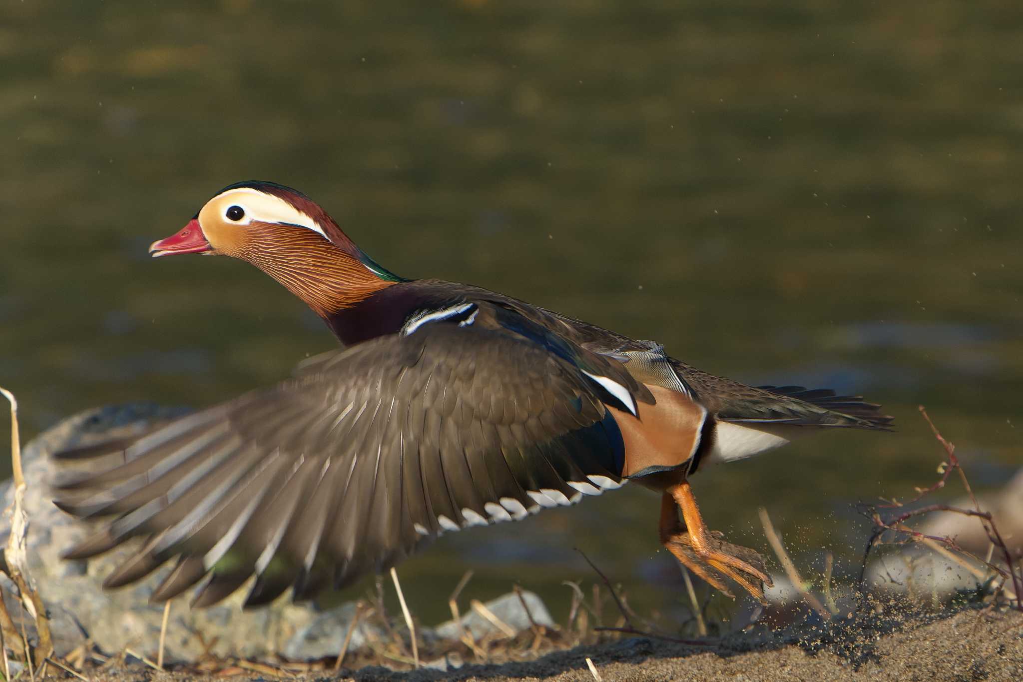 Mandarin Duck