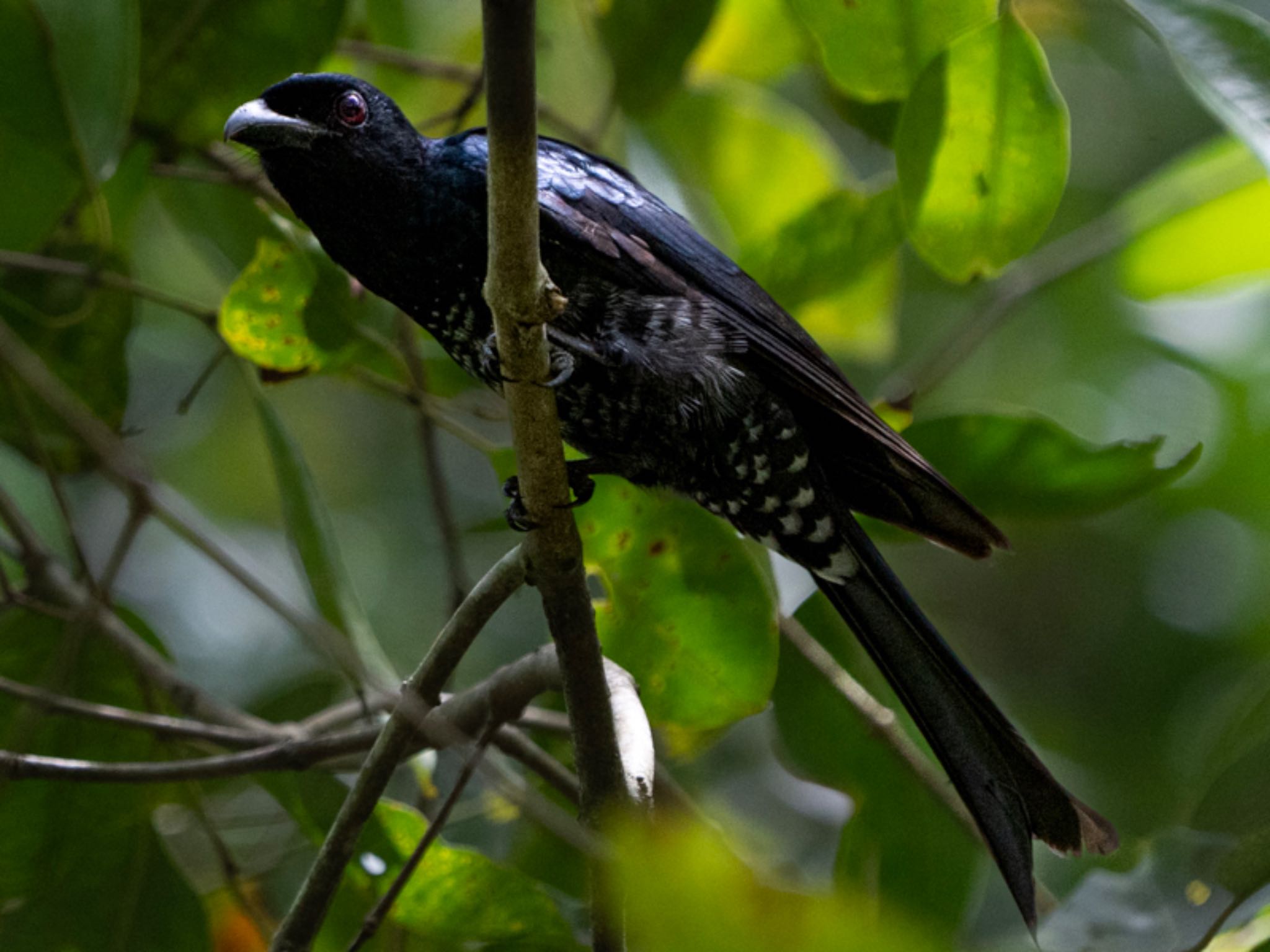 Photo of Crow-billed Drongo at Singapore Botanic Gardens by T K