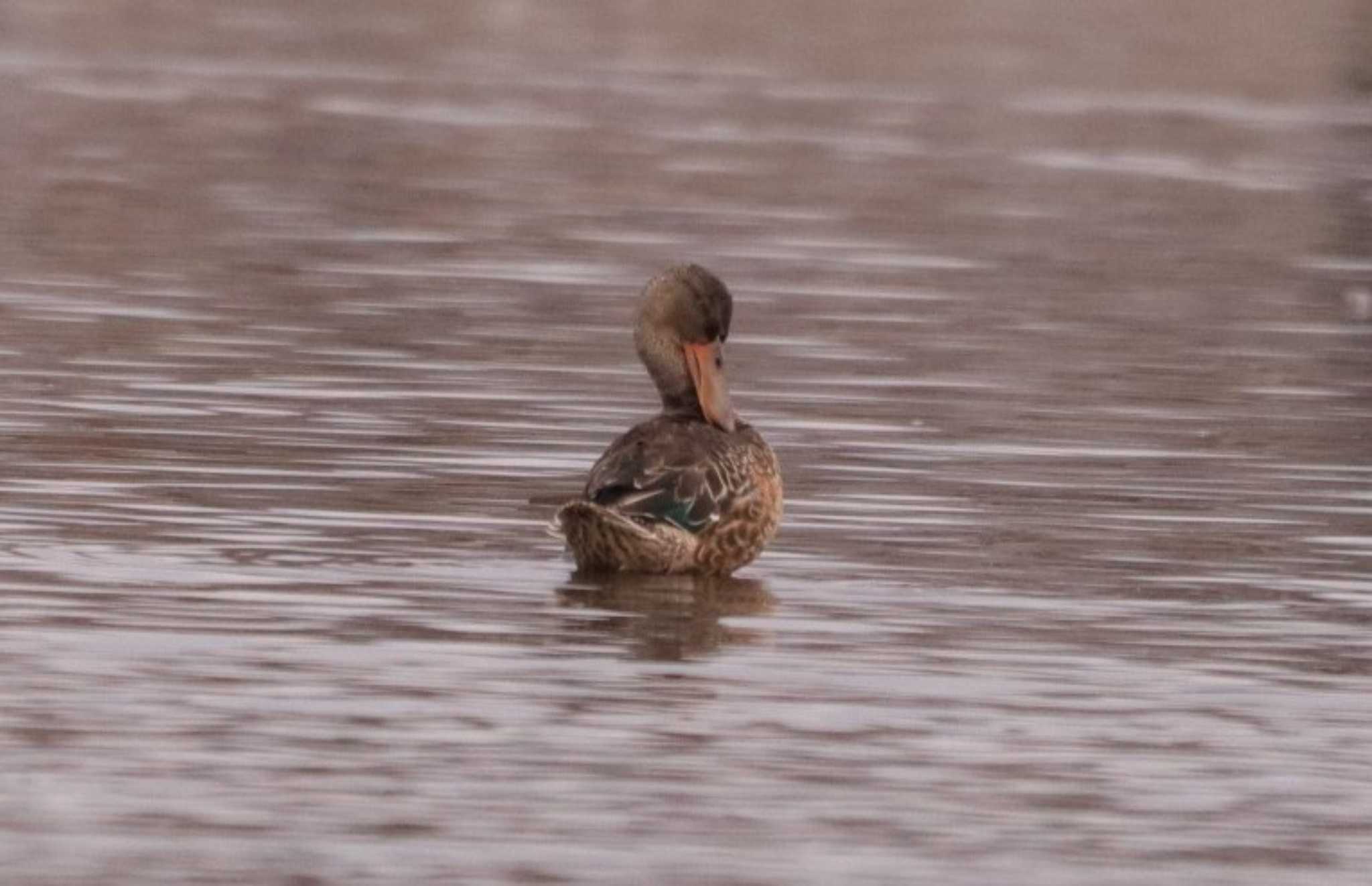 Photo of Northern Shoveler at 入間川(笹井堰周辺) by ひろ