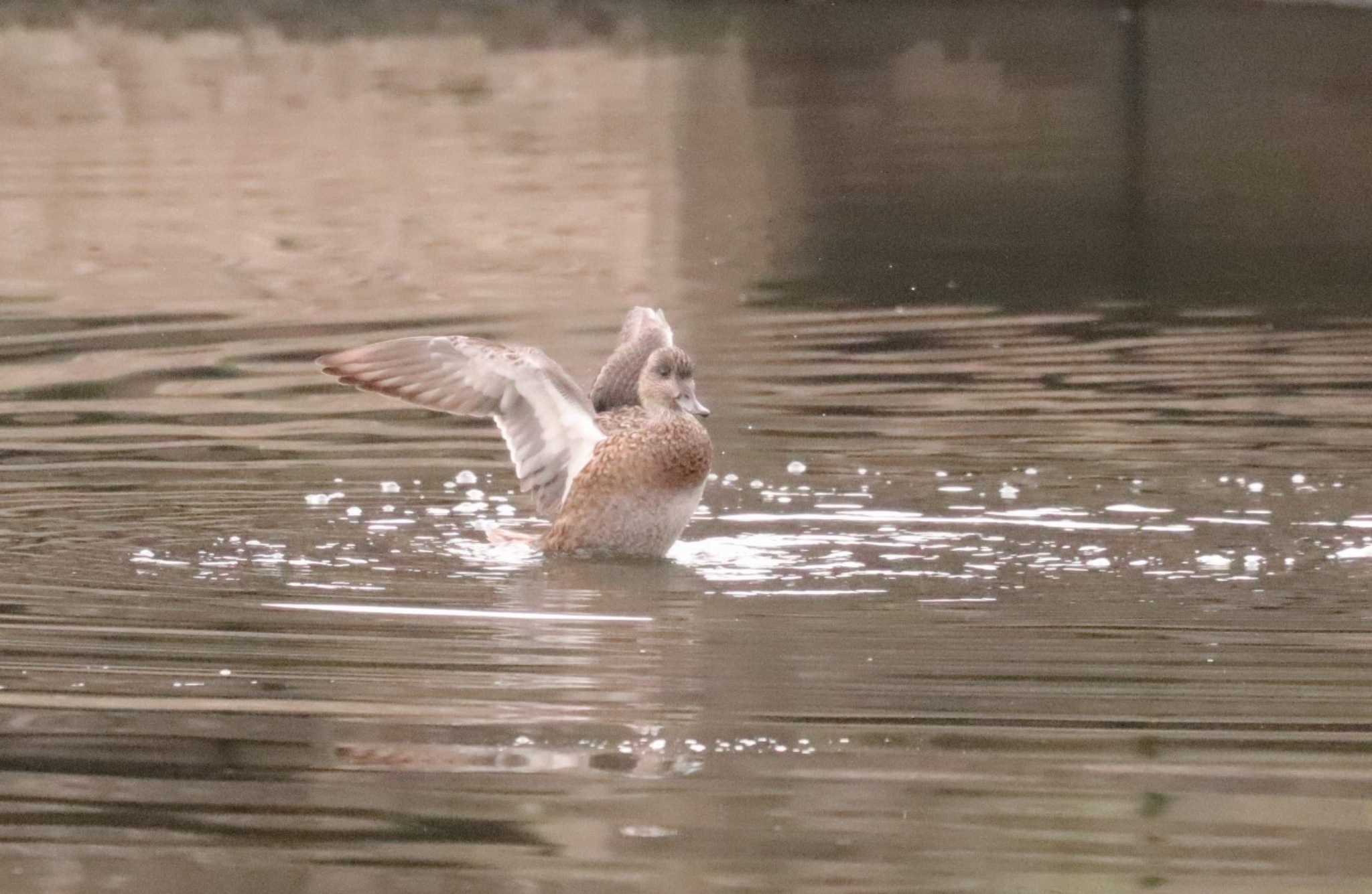 Eurasian Wigeon