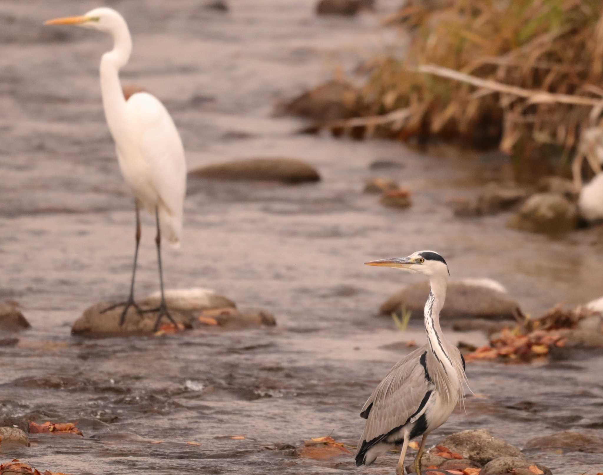 Photo of Grey Heron at 入間川(笹井堰周辺) by ひろ