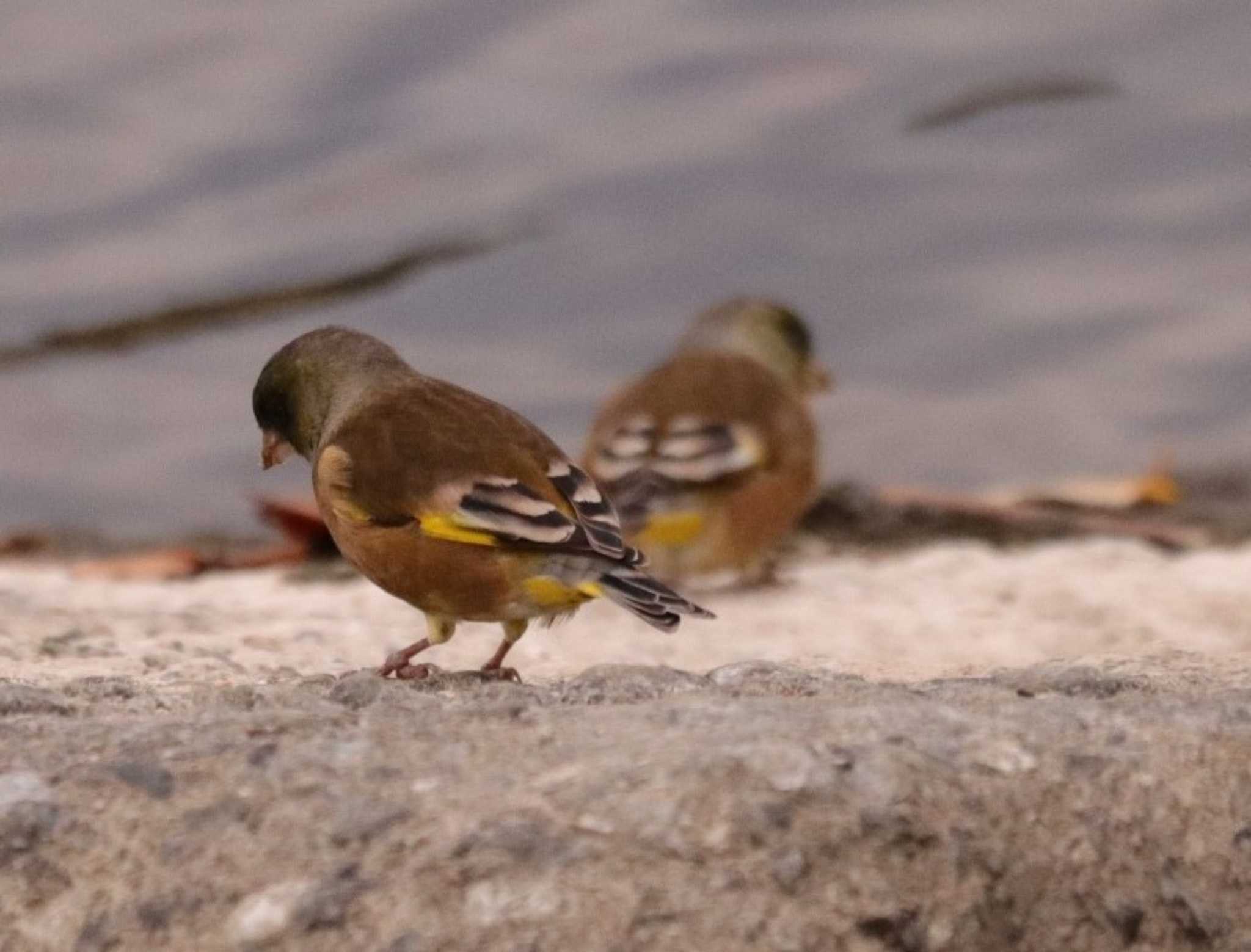 Grey-capped Greenfinch