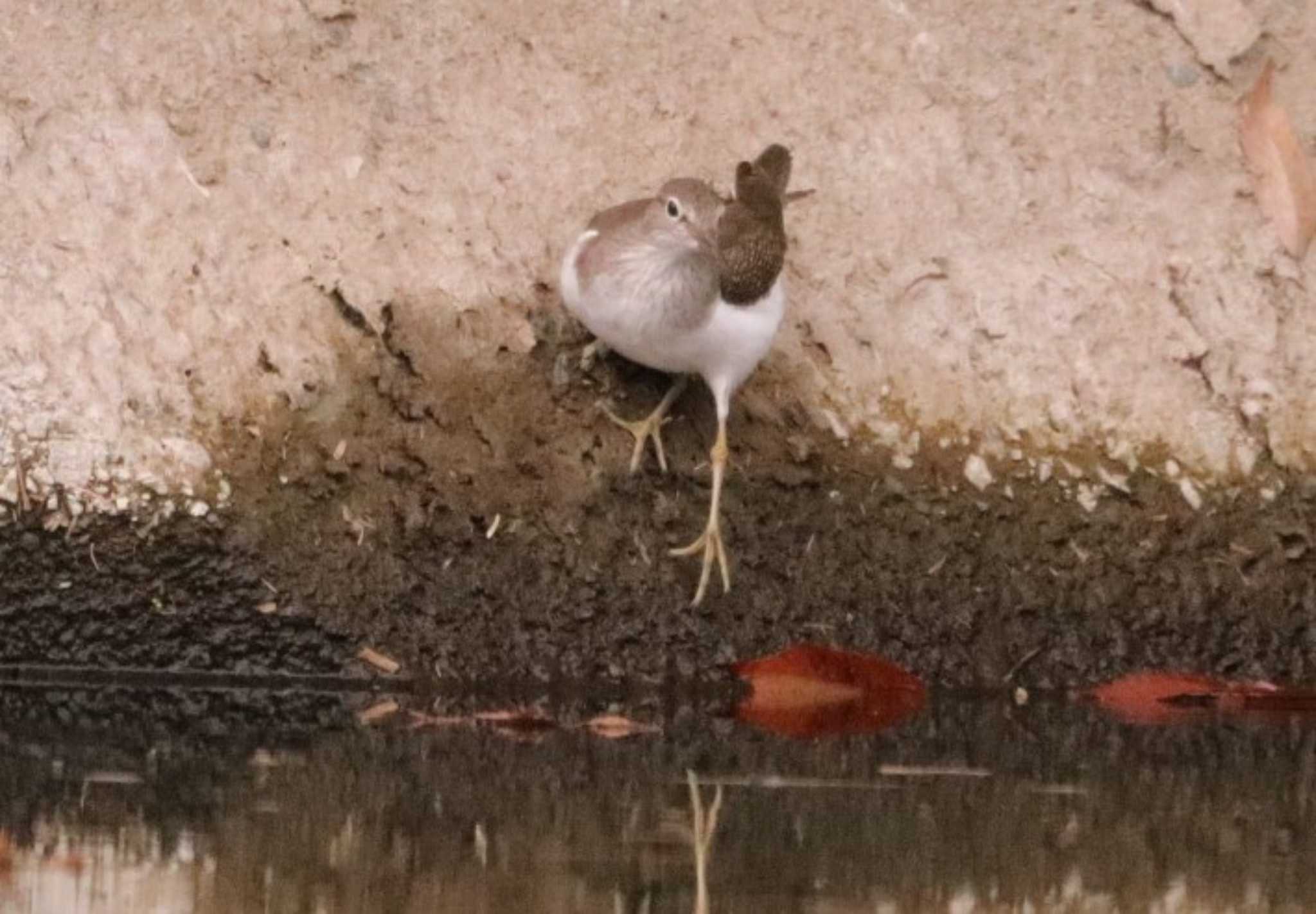 Photo of Common Sandpiper at 入間川(笹井堰周辺) by ひろ
