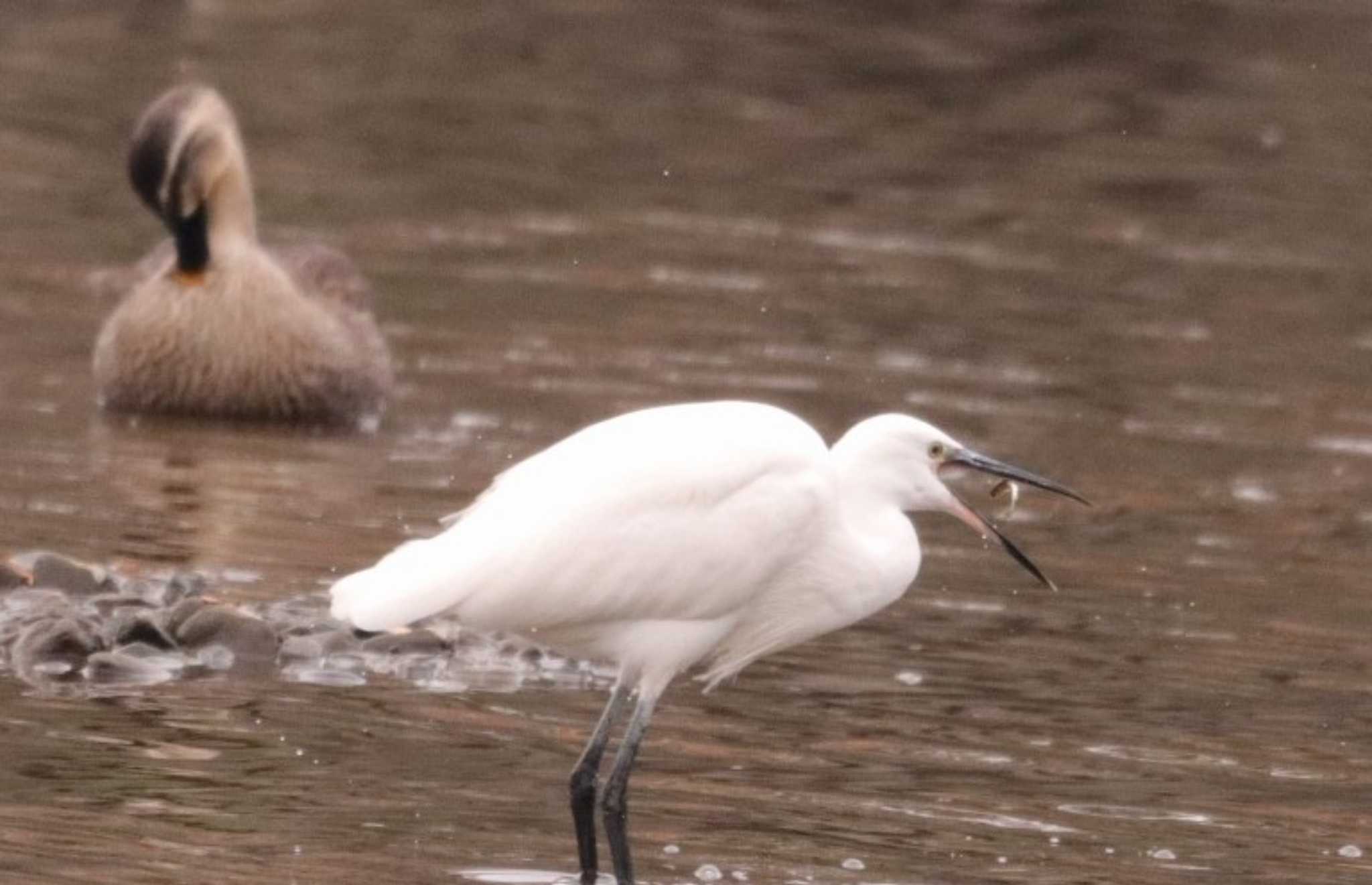 Little Egret