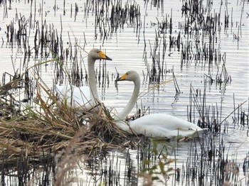 2022年11月20日(日) 芝川第一調節池(芝川貯水池)の野鳥観察記録