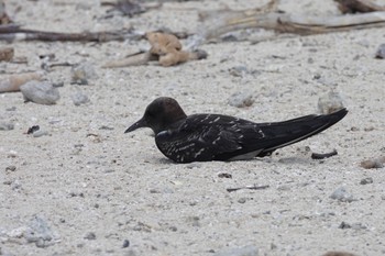 クロアジサシ Michaelmas Cay 2022年10月10日(月)