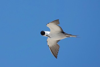 セグロアジサシ Michaelmas Cay 2022年10月10日(月)