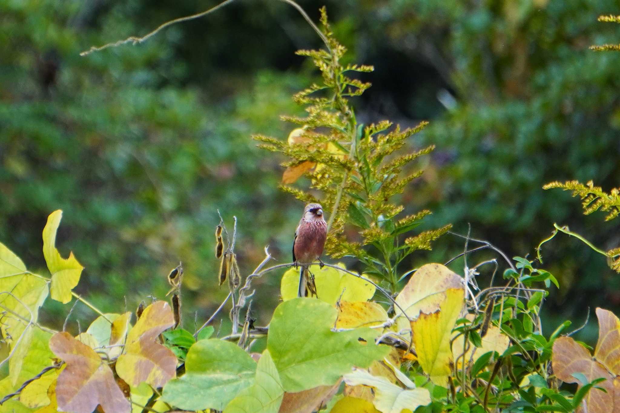 Photo of Siberian Long-tailed Rosefinch at 大阪府 by jasmine