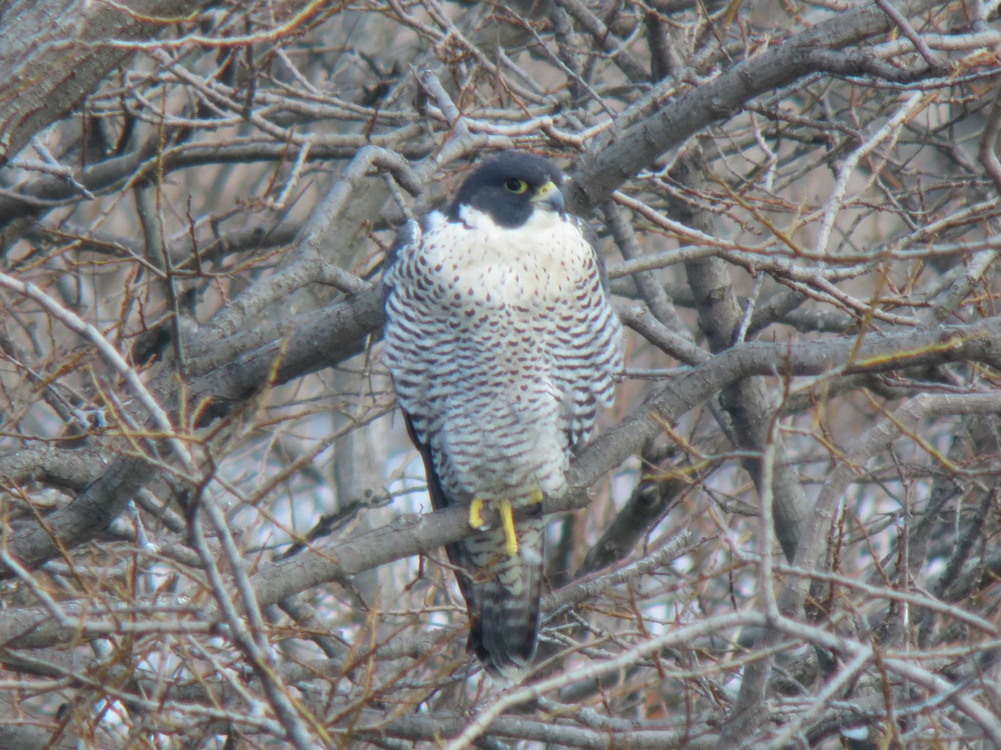 Photo of オオハヤブサ at  by みっちー