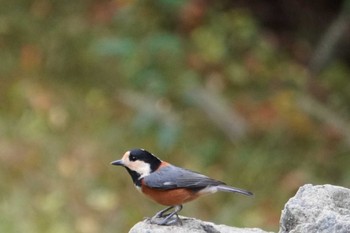 Varied Tit 大阪府 Sun, 11/20/2022