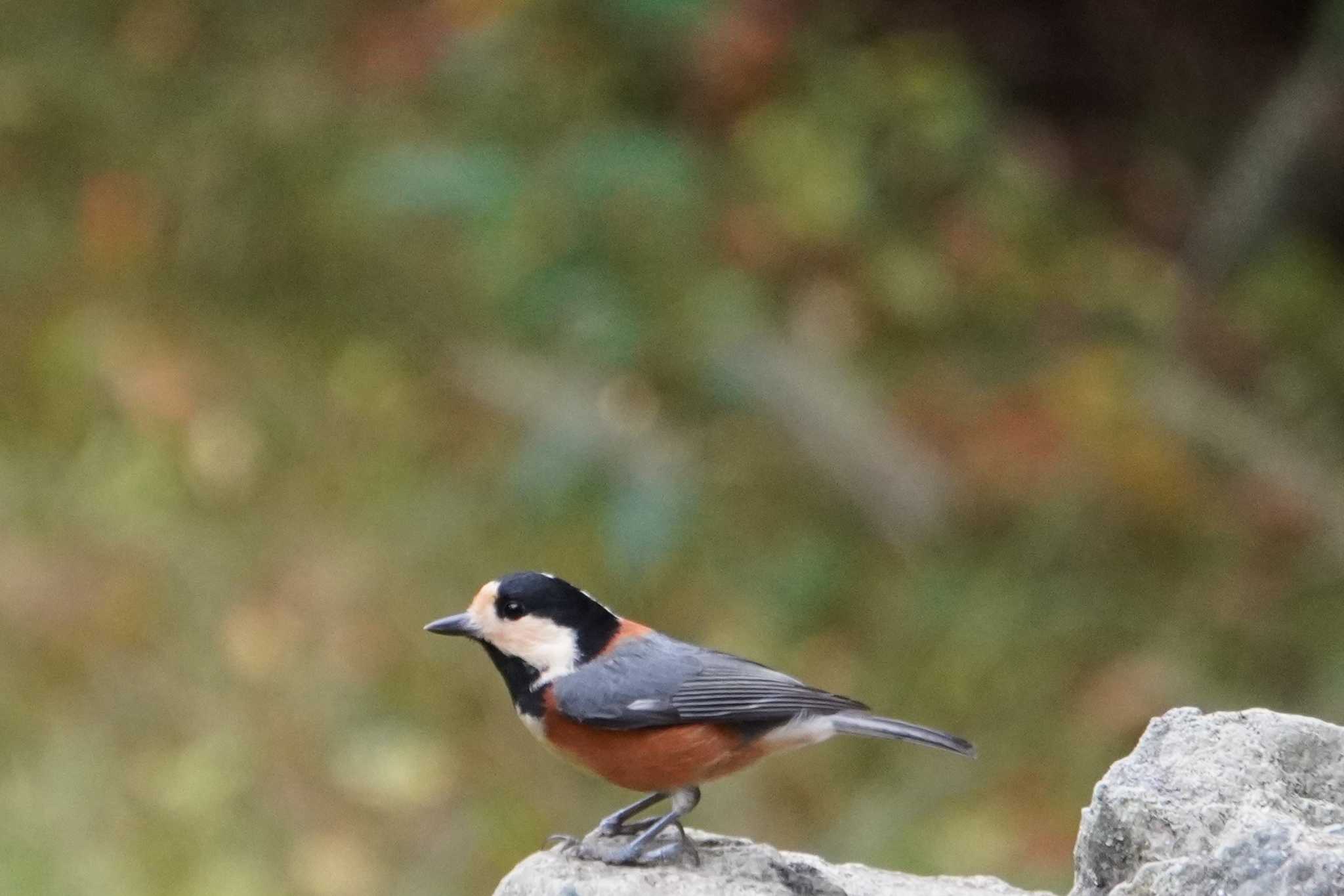 Photo of Varied Tit at 大阪府 by jasmine