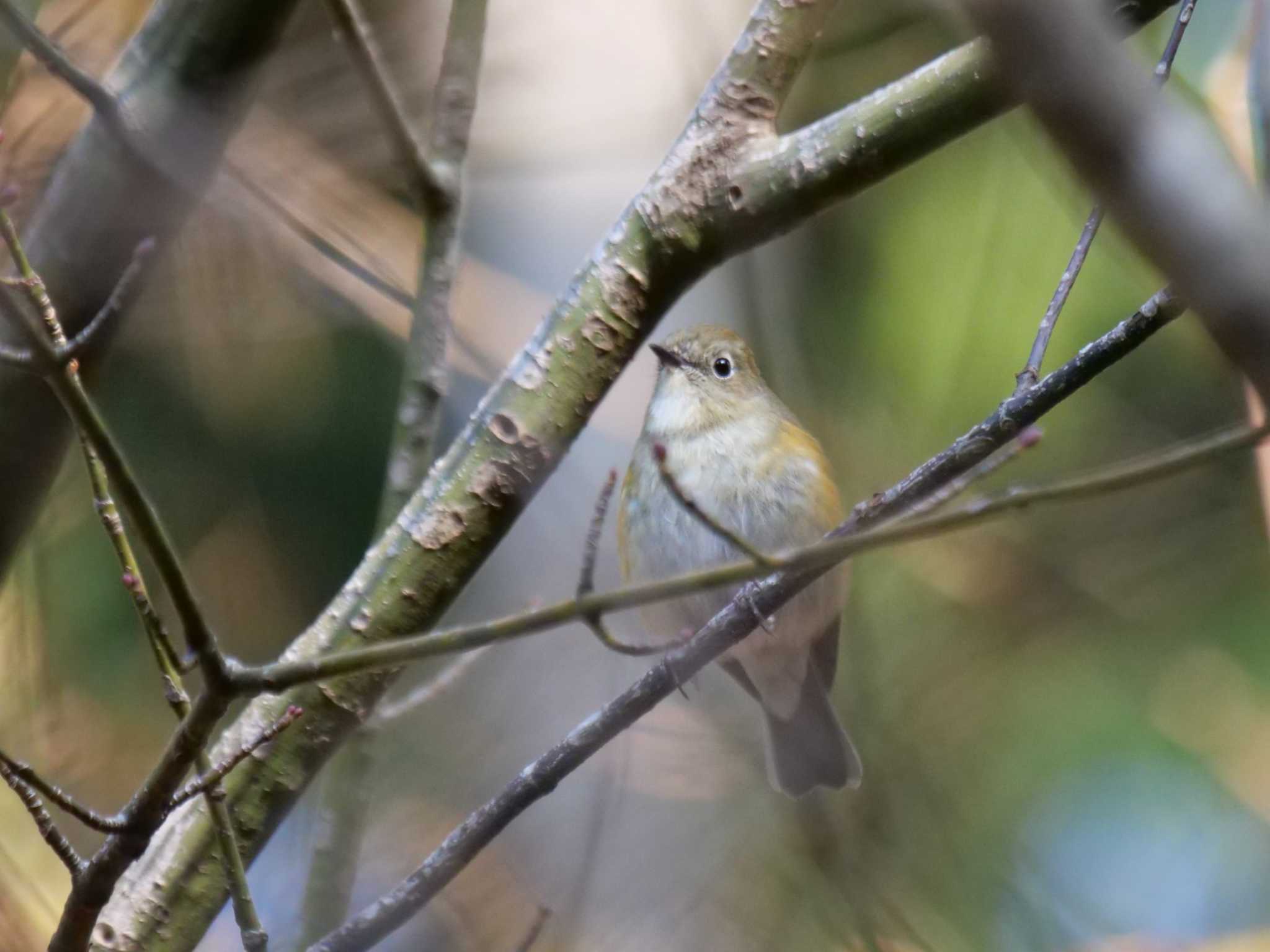 秩父 ルリビタキの写真 by little birds