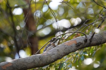 Japanese Pygmy Woodpecker 大阪府 Sun, 11/20/2022