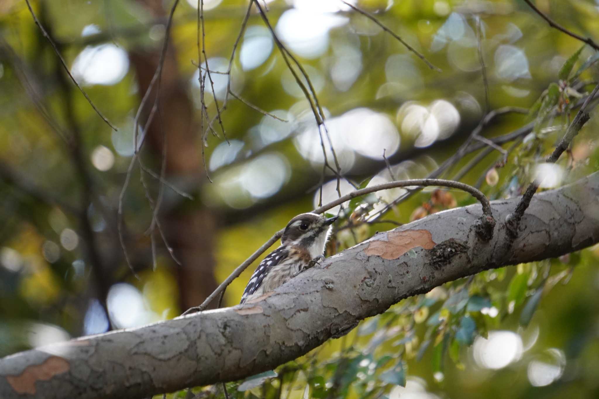 Photo of Japanese Pygmy Woodpecker at 大阪府 by jasmine