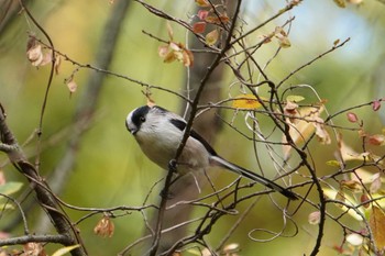 Long-tailed Tit 大阪府 Sun, 11/20/2022