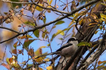 Long-tailed Tit 大阪府 Sun, 11/20/2022