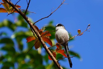 Long-tailed Tit 大阪府 Sun, 11/20/2022