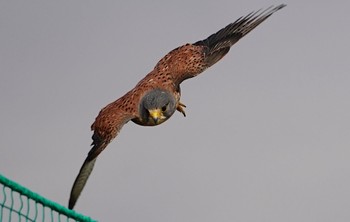 Common Kestrel 淀川河川敷 Sun, 11/20/2022