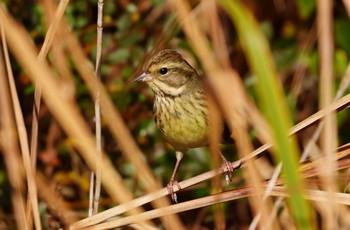 2022年11月20日(日) 淀川河川敷の野鳥観察記録