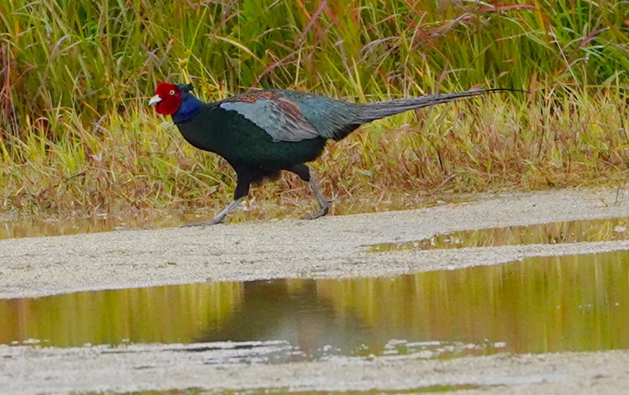 Photo of Green Pheasant at 淀川河川敷 by アルキュオン