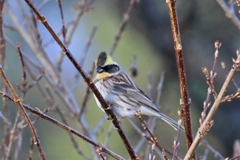 2022年11月19日(土) 岡谷林道の野鳥観察記録