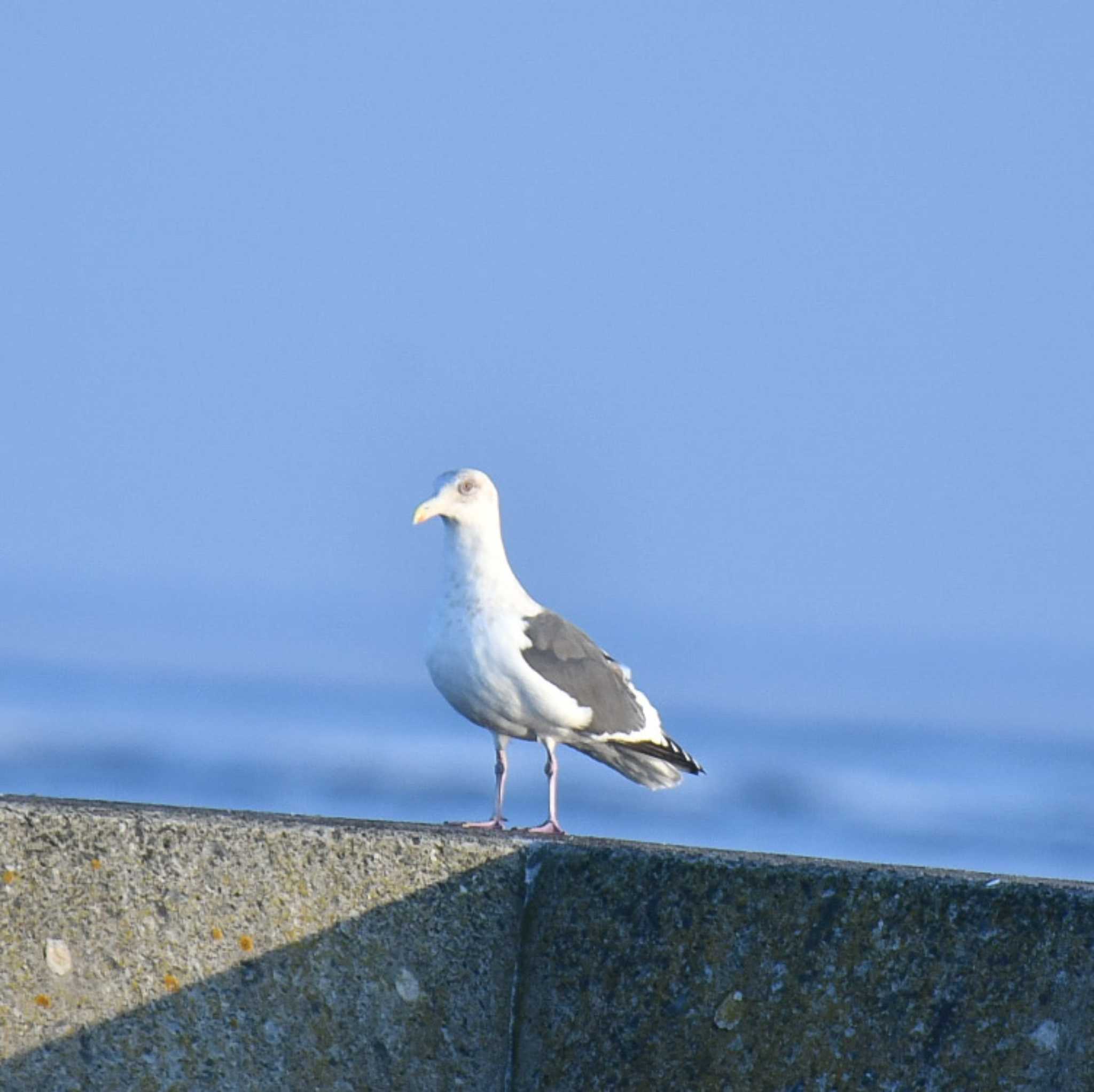 春国岱原生野鳥公園(根室) オオセグロカモメの写真 by オガワミチ