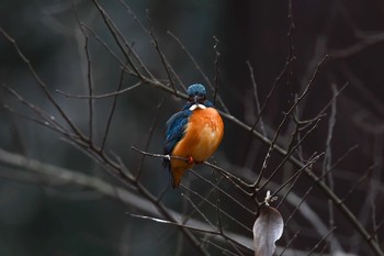 カワセミ 近所自然公園 2018年2月27日(火)