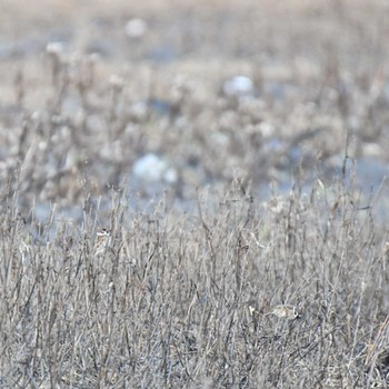 スズメ 春国岱原生野鳥公園(根室) 2022年11月20日(日)