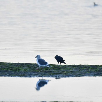 オオセグロカモメ 春国岱原生野鳥公園(根室) 2022年11月20日(日)