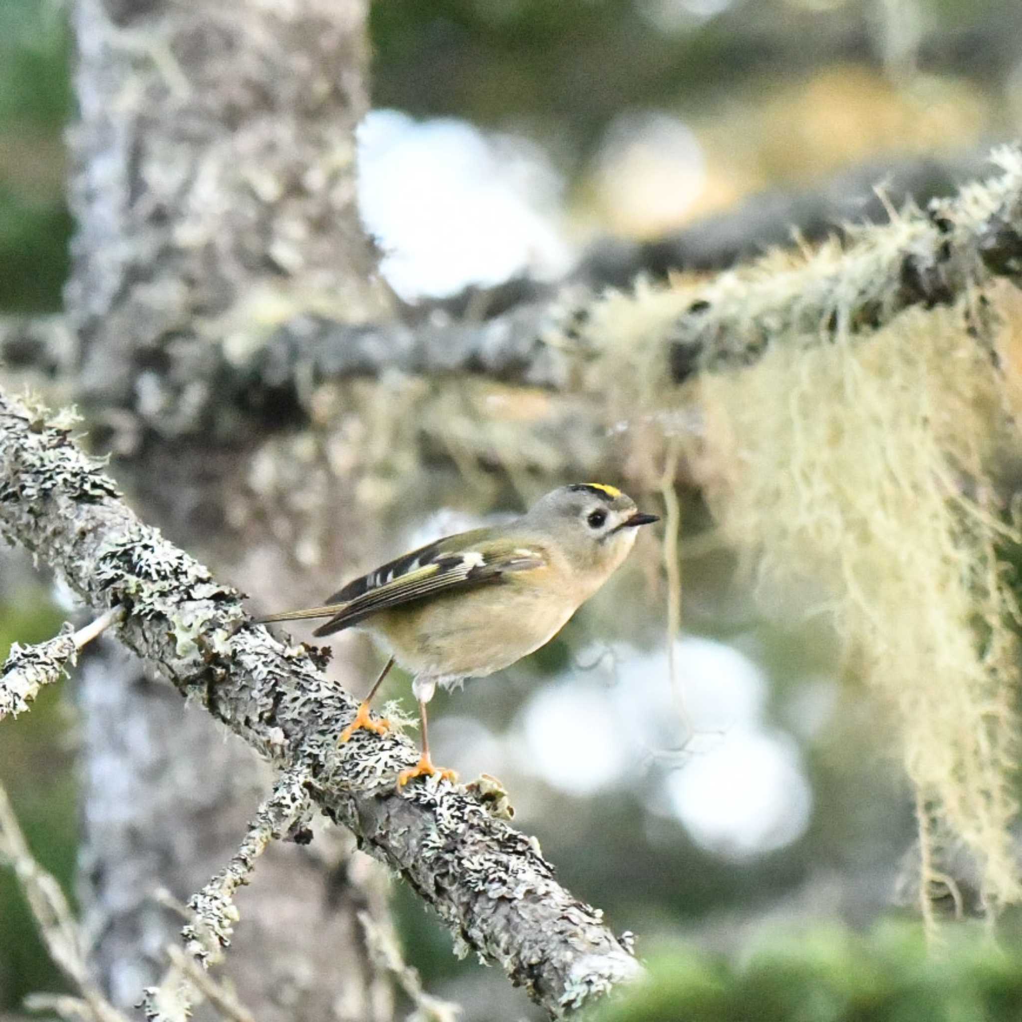 春国岱原生野鳥公園(根室) キクイタダキの写真 by オガワミチ